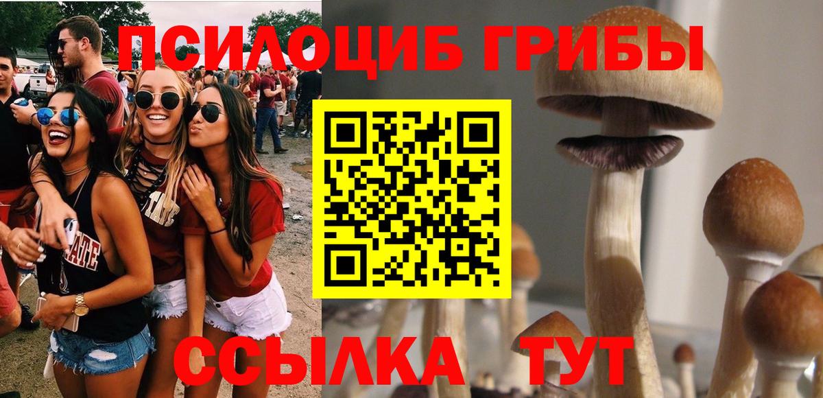 Гурьевск  Псилоцибиновые грибы MAGIC MUSHROOMS  как найти   Вход с VPN 